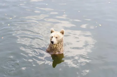 Bear sits on a river. Foto stock