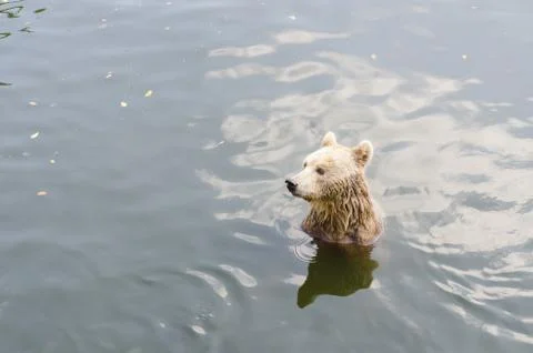 Bear sits on a river. Foto stock