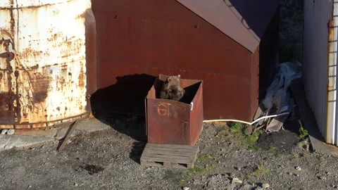 The bear sits in a trash can Видео 161668438