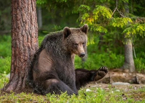 The bear sits under a pine tree and stretches, putting his paw forward. Brown Stock Photos