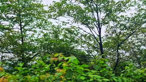 A bear that is sitting. Video stock 282800337