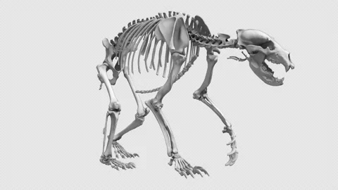 Bear Skeleton Video stock 172435367