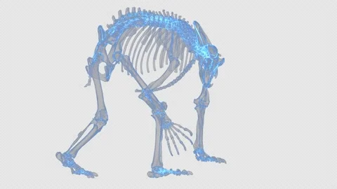 Bear Skeleton Hologram Stock Footage 172435560