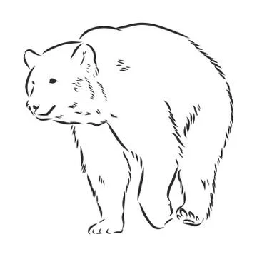 Bear sketch drawing isolated on white background Stock Illustration
