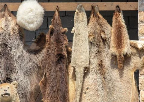 Bear skins on the counter Foto stock