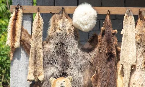 Bear skins on the counter Foto stock