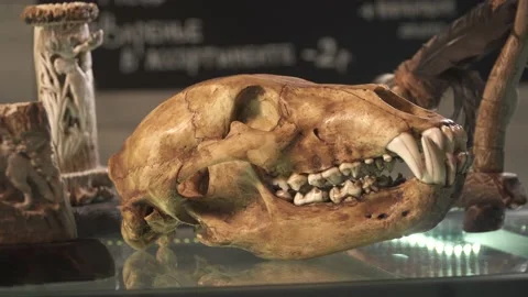 Bear skull Stock Footage 146645405