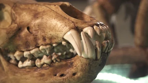 Bear skull Stock Footage 146645560