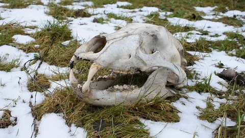 Bear skull on the grass among the melted snow Stock Footage 125367279