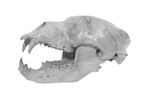 Bear Skull Stock Photos