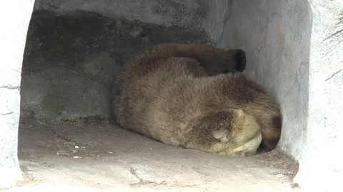 Bear sleeping in cave Stock Footage 77187951