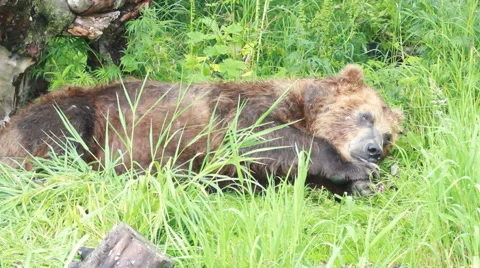 Bear sleeping Stock Footage 42406194