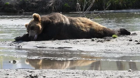 Bear Sleeping At The Shore of The Lake.  Stock Footage 128654083