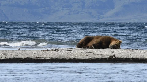 A Bear Sleeping  At The Shore of The Lake.  Stock Footage 128656238
