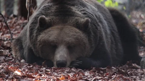 Bear sleeping in the woods. Video stock 77225680