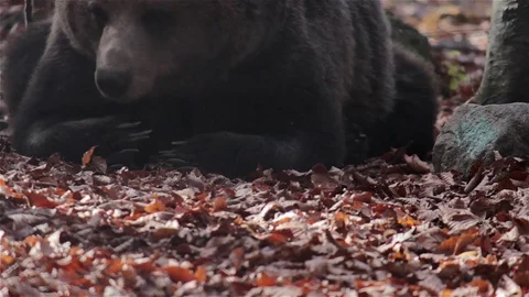 Bear Sleeping In The Woods. Stock Footage 77228751
