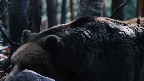 Bear Sleeping In The Woods. Video stock 99789881