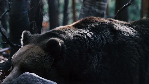 Bear Sleeping In The Woods. Stock Footage 99794139