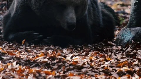 Bear Sleeping In The Woods. Video stock 99794227