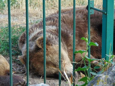 A bear is sleeping at zoo Stock Photos