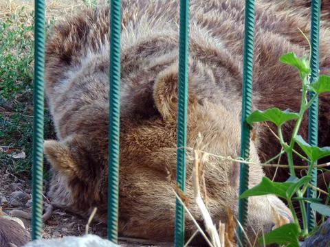 A bear is sleeping at zoo Фото