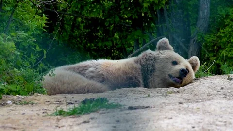 The bear sleeps in the forest Stock Footage 126296396