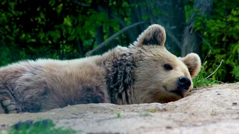 The bear sleeps in the forest Stock Footage 126296400