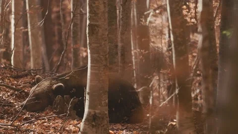 A bear sleeps in the woods. Stock Footage 168540319