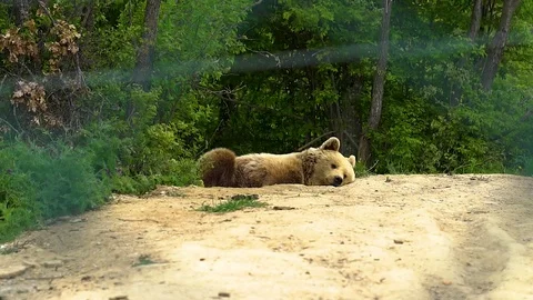 The bear sleeps in the zoo Stock Footage 126296351