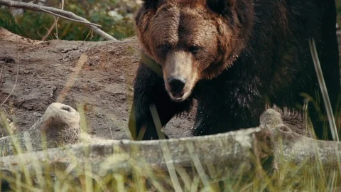 Bear (Slow Motion) Stock Footage 115267284