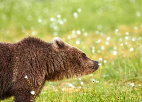 Bear smelling flower Stock Photos