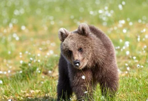 Bear sniffing flower Stock Photos