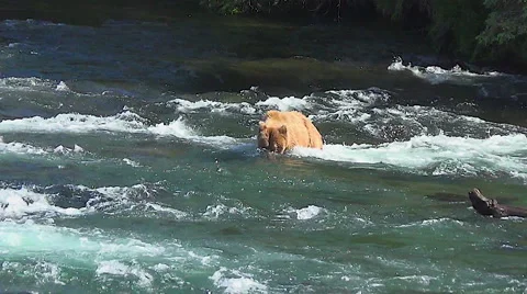 Bear Snorkels Rapidly Downstream &amp; Dives Twice for Fish Stock Footage 50984799