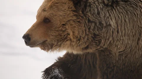 Bear in snow Stock Footage 24160594