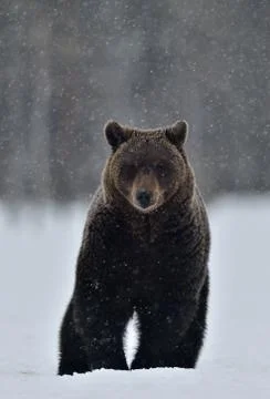 Bear in the snow, winter forest. Front view.  Brown bear in winter forest. Sc Stock Photos