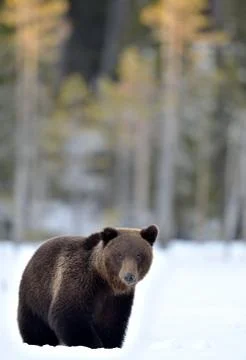 Bear in the snow, winter forest. Front view.  Brown bear in winter forest. Sc Stock Photos