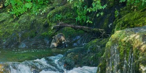 The bear soaks its body in the river and eats the fish. Stock Photos