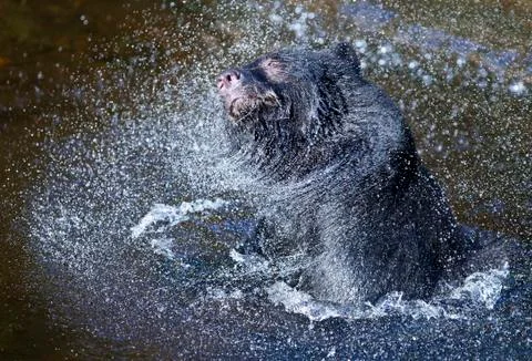 Bear spray Stock Photos