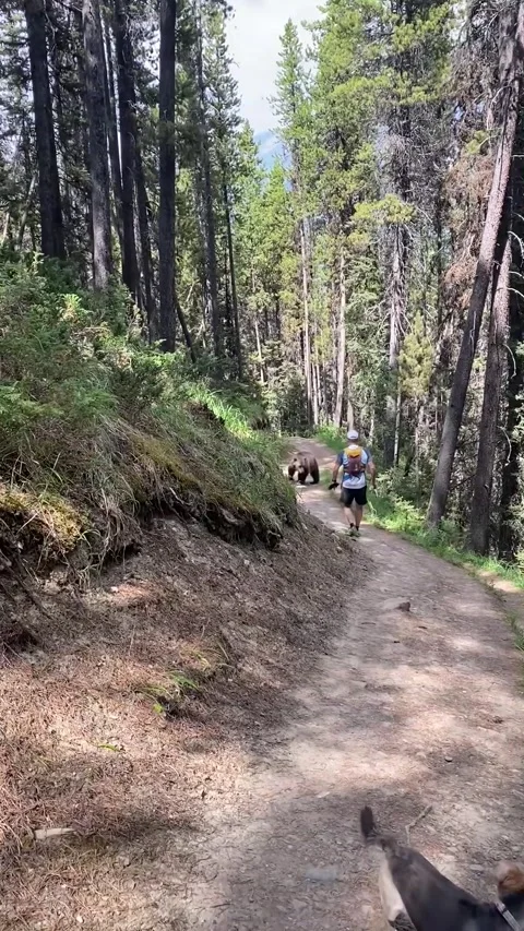 Bear Stalks Couple and Their Dog on Trail, Banff, Alberta, Canada - 21 Jul 2026 Stock Footage 340229834
