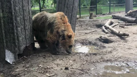 A bear that is standing in the dirt Stock Footage 155397424
