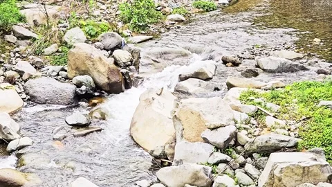 A bear that is standing. Stock Footage 282771042