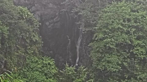 A bear that is standing. Vídeo Stock 282790291