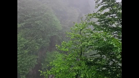 A bear that is standing. Vídeo Stock 282790350