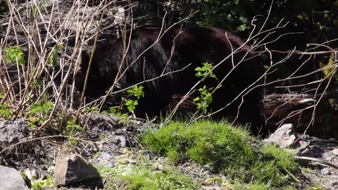 A bear that is standing in the grass Stock Footage 155355423