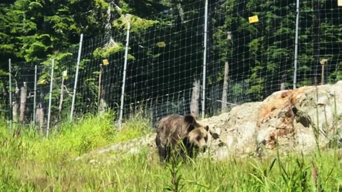 A bear that is standing in the grass near a wire fence Video stock 155355976