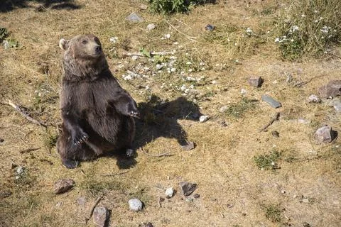 Bear standing on the grass Foto stock
