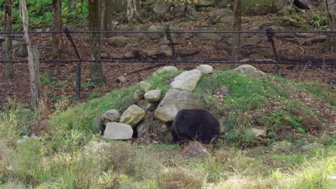 Bear standing at the mouth of a cave Stock Footage 292916701