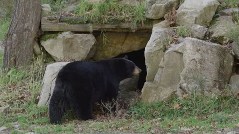 Bear standing at mouth of cave going to hibernate Stock Footage 290189119