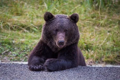 Bear standing on the side of the road Stock Photos