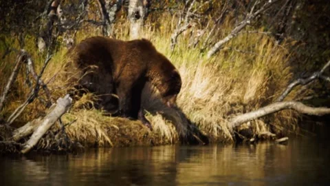 A bear that is standing in the water Stock Footage 155402957